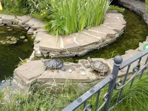Diy Backyard Turtle Pond Designs Ideas 34 Turtle Pond Backyard