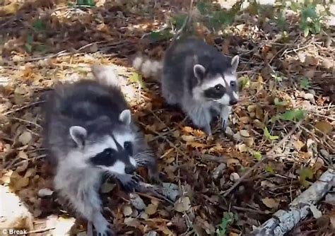 Can your dog be killed for biting someone? Man coaxes raccoons into playing for his camera before they bite him in video | Daily Mail Online