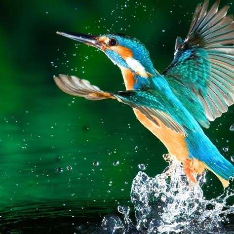 A Blue Kingfisher Bird Fly Near Water Wallpaper Download 2524x2524
