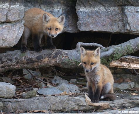 Red Fox Pups Wild 10 Of 16 I Went Hicking Today Along Flickr