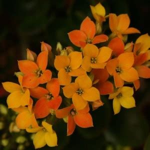 It will bloom with orange flowers during summer. Succulent Plants & Descriptions | Urban Succulents