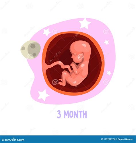 Etapa Del Desarrollo Fetal Anatom A Humana Ro Mes Del Embarazo Vector