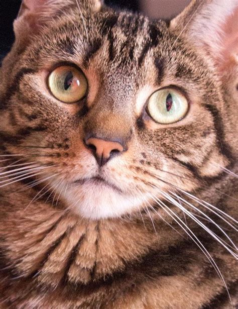 Tabby Cat Print Featuring The Photograph Beautiful Tabby Green Eyed Cat