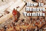 Images of How Termites Get In A House