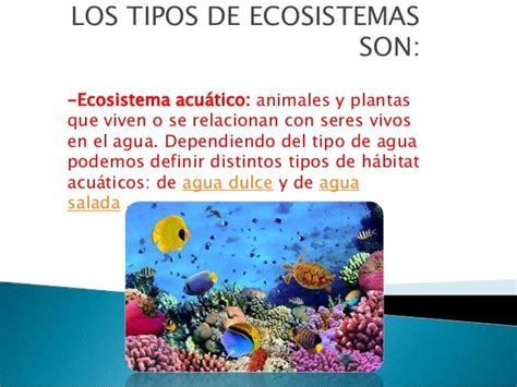 Ecosistema Acuatico Definicion Caracteristicas Tipos Importancia Y Mas