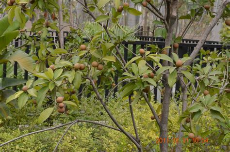 Unripe fruits are bright yellow or red in color. Forum: Chiku / Sapodilla