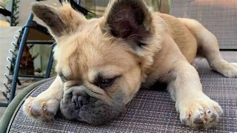 What To Do If Your French Bulldog Has Corneal Ulcer