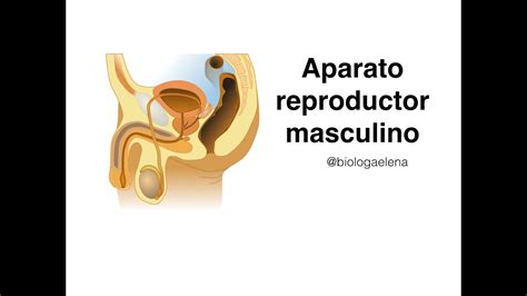 Aparato Reproductor Masculino Organos Kulturaupice