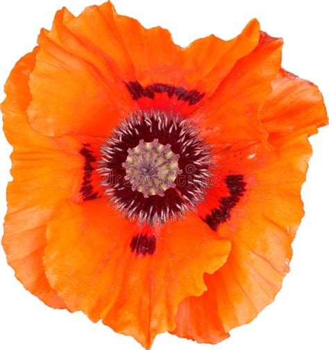 Single Red Poppy Flower Against A Background Of Verdant Growth Stock