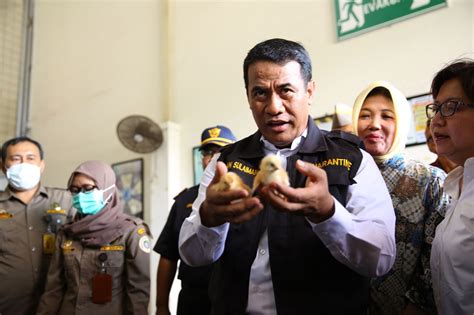 Check spelling or type a new query. Ekspor Bibit Ayam Petelur ke Timor Leste, Peternak ...