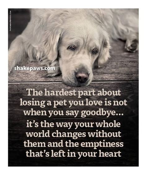 Pin By Joy Neveils On Quotes Dog Poems Dog Loss Quotes