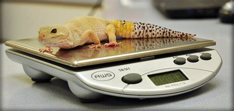 Lets show people that not all exotic pet owners are crazy. Exotic Pet Veterinarian | Vet for Birds & Reptiles