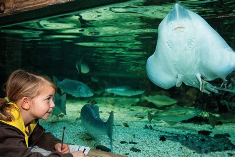 Association Of Zoos And Aquariums Sea Life Orlando Aquarium