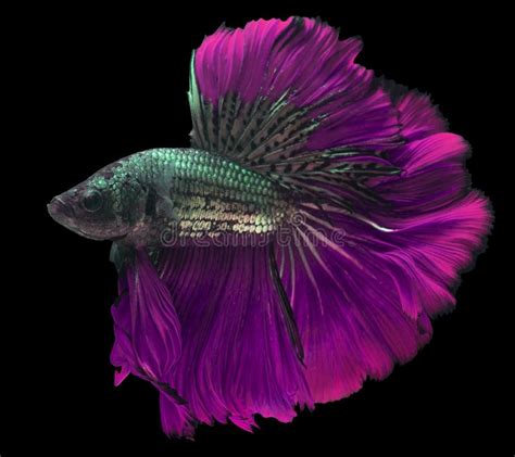 Dark Purple Betta Fish