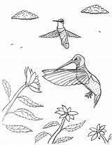 Broad Tailed Hummingbird Coloring sketch template