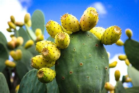 You can also use the flowers in making jams and sorbets. 8 Surprising Wild Plants You Can Eat