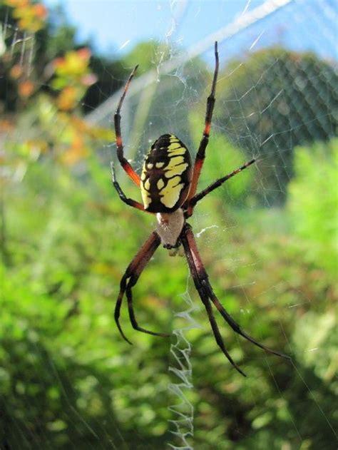 Worried About Louisiana Spiders Here Are 16 Species With Photos You