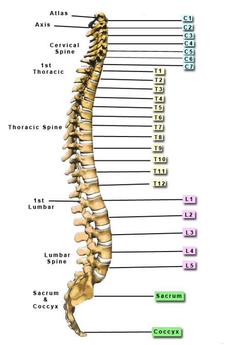 Thoracic Vertebrae T1 Thru T12 The 12 Segments Of The Vertebral