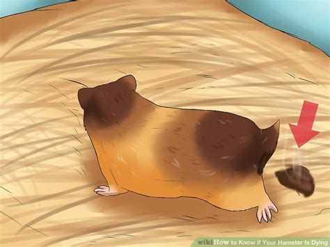 How To Know If Your Hamster Is Dying 7 Steps With Pictures