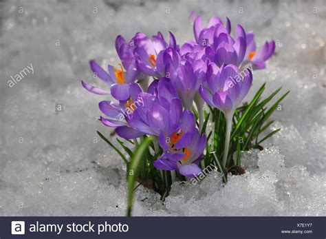 Crocus Snow High Resolution Stock Photography And Images Alamy