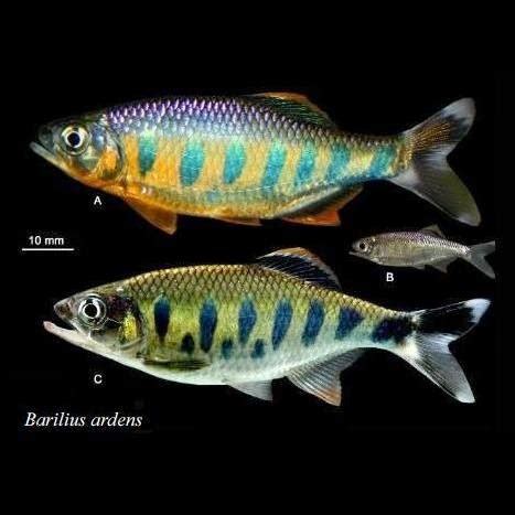 Barilius ardens is a fish in genus barilius of the family cyprinidae. Species New to Science: Ichthyology • 2015 Barilius ...