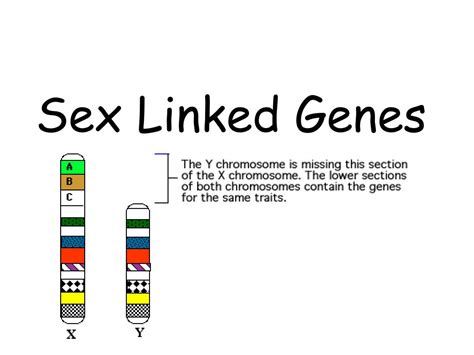 ppt sex linked genes powerpoint presentation free download id 2922913