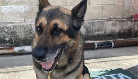 Muere Perro Policía Por Ataque De Abejas En La Aduana De Subteniente López