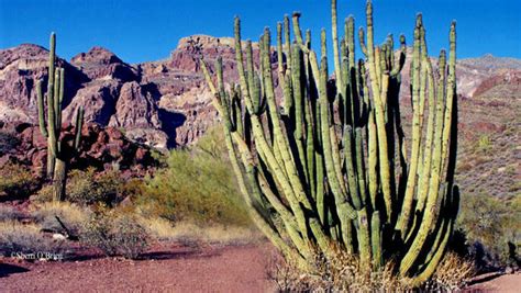Nature Up Close Organ Pipe Cactus National Monument Cbs News