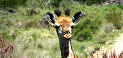 10 Of The Most Fascinating South African Animals To Encounter South