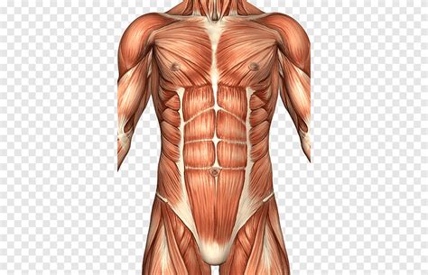 Rectus Abdominis Muskel Bauch Anatomie Menschlichen Körper Bauchwand