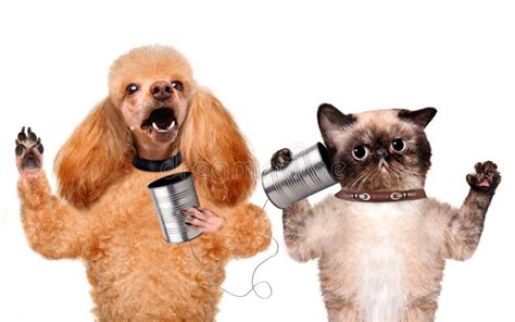 Gatto Con Un Cane Sul Telefono Con Una Latta Immagine Stock Immagine