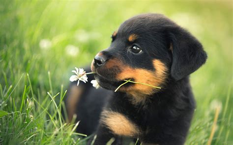 We have cute babies ready for new homes pm us for more info Cute Rottweiler Puppies Wallpaper | Rottweiler puppies, Rottweiler, Puppies