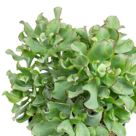 Crassula Ovata Undulata Curly Jade Plant Succulents Hortology