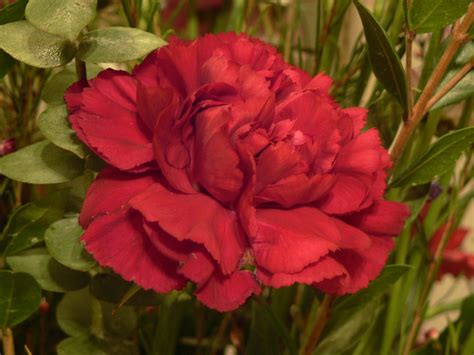 Carnation Flower Spains National Flower And A Tribute To The Gods Of