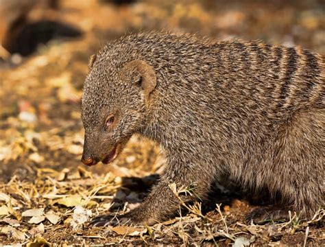 Banded Mongoose Stock Photo Image Of Omnivore African 22908116