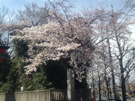 2012桜の開花@善福寺公園 | いのぜん：井の頭公園vs善福寺公園