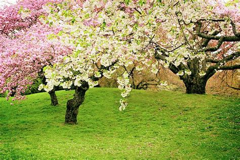 Cherry Blossom Zen By Jessica Jenney Cherry Blossom Beautiful
