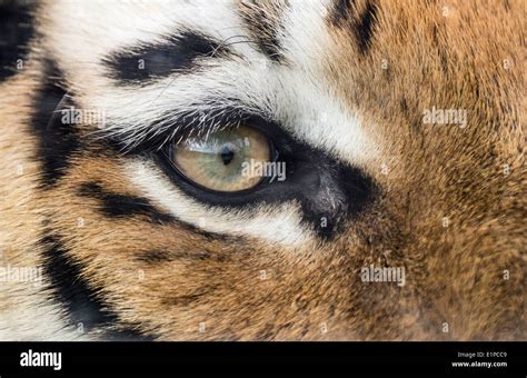 Eye Of Amur Siberian Tiger Close Up Stock Photo Alamy