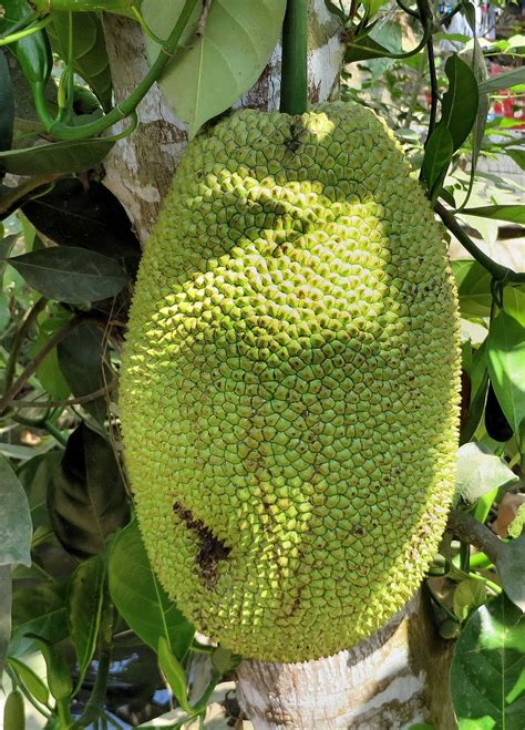 Thailand Jackfruit Fruit Jacques Tropical Fruit Of The Poor