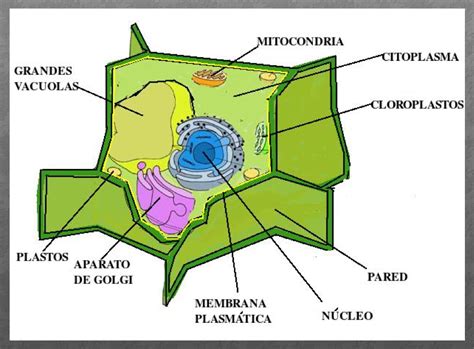 Celula Eucariota Animal Y Vegetal
