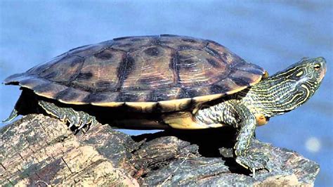 Northern Map Turtle Alchetron The Free Social Encyclopedia