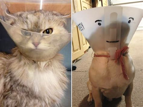 Photos Of Pets Wearing The Cone Of Shame Sadbut So Cute