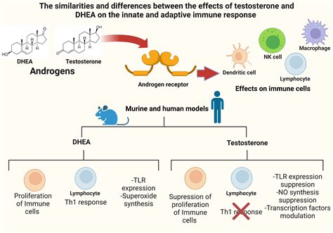 Biomolecules Free Full Text The Similarities And Differences Between The Effects Of