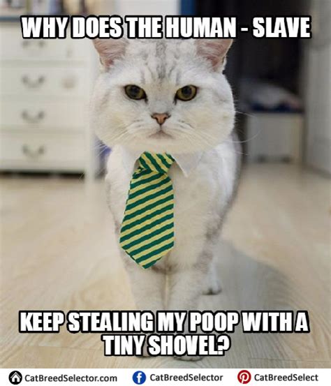 Business Cat Memes Cat Breed Selector