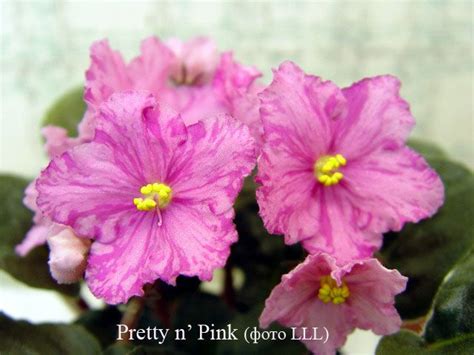 Pretty N Pink Saintpaulia African Violet Indoor Gardens Violets