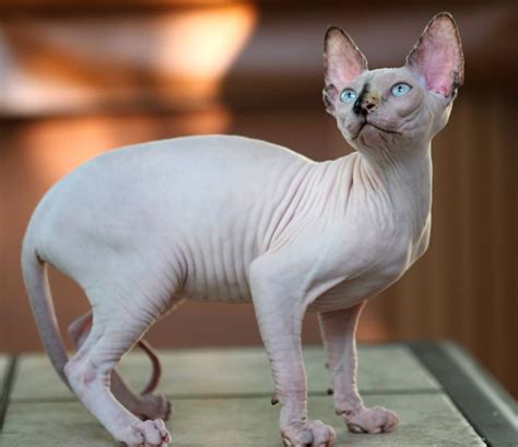 Sphynx Information Health Pictures And Training Pet Paw