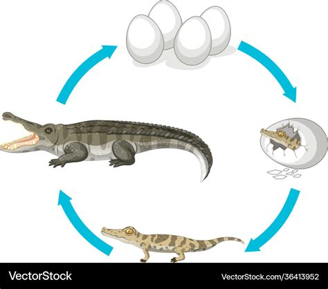 Life Cycle Crocodile On White Background Vector Image