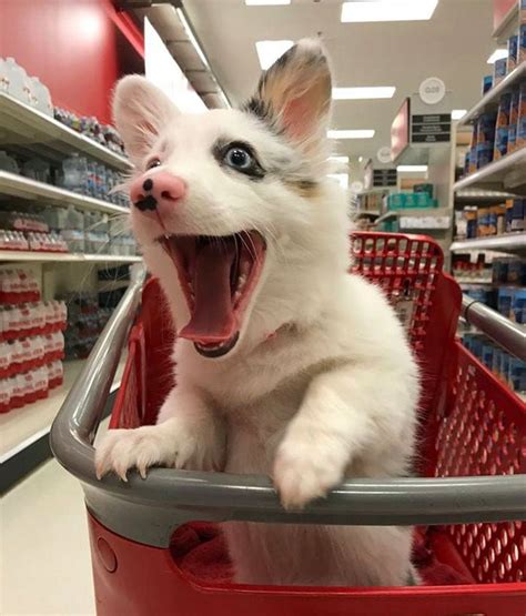 25 Adorable Puppies Who Love Shopping Cart Rides Bouncy Mustard