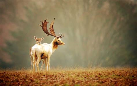 Free Download Beautifull Deer Hd Wallpapers Download Places To Visit