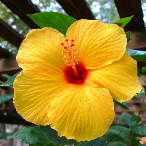 Tropical Hibiscus — Green Acres Nursery And Supply